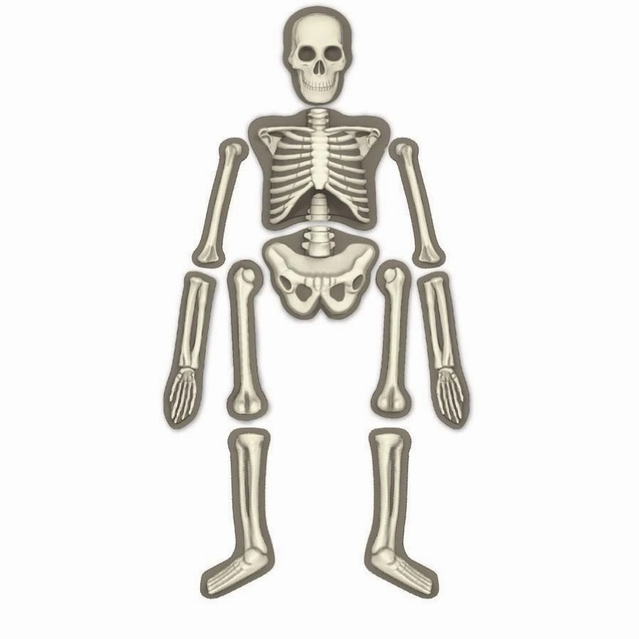 4M - KidzLabs Human Skeleton Science Kit