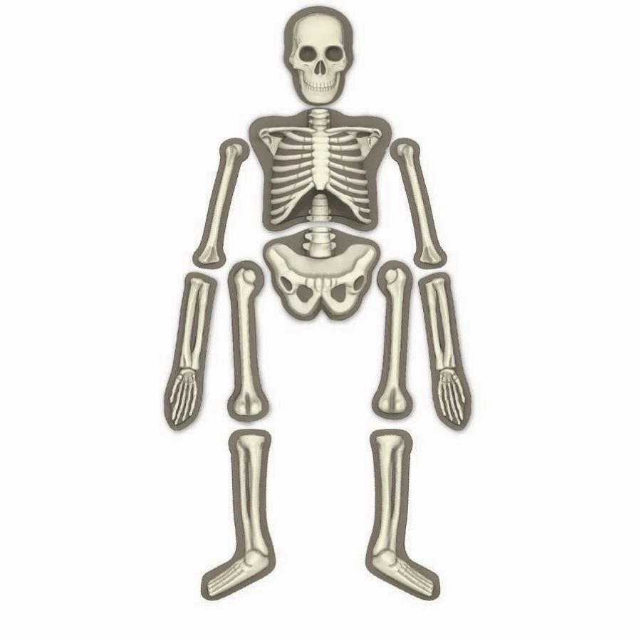 4M - KidzLabs Human Skeleton Science Kit