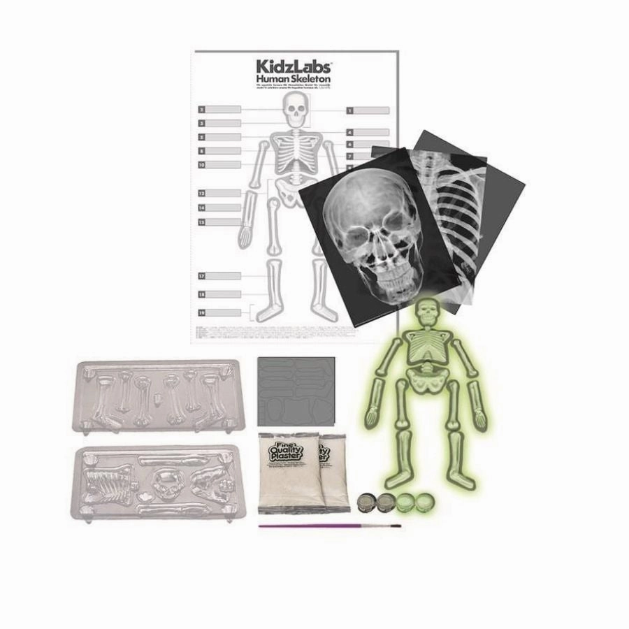 4M - KidzLabs Human Skeleton Science Kit