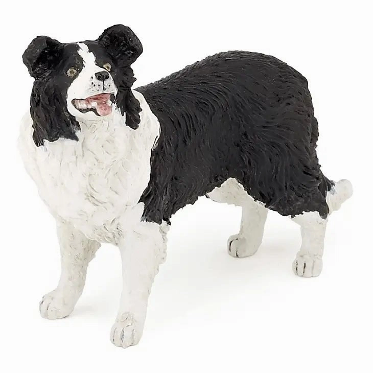 Dog - Border Collie