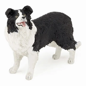 Dog - Border Collie