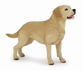 Dog - Labrador Retriever