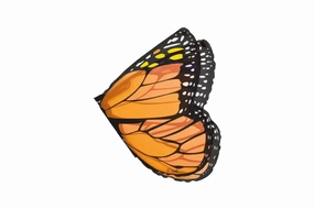 Dress Up Butterfly Wings