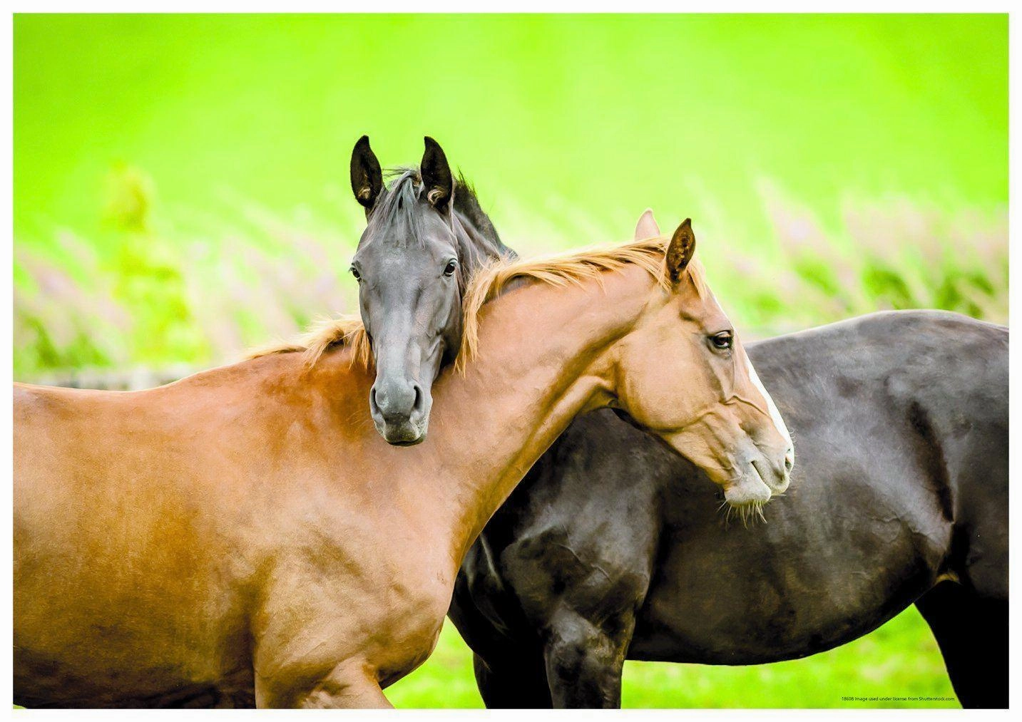 Horses 200 Puzzle