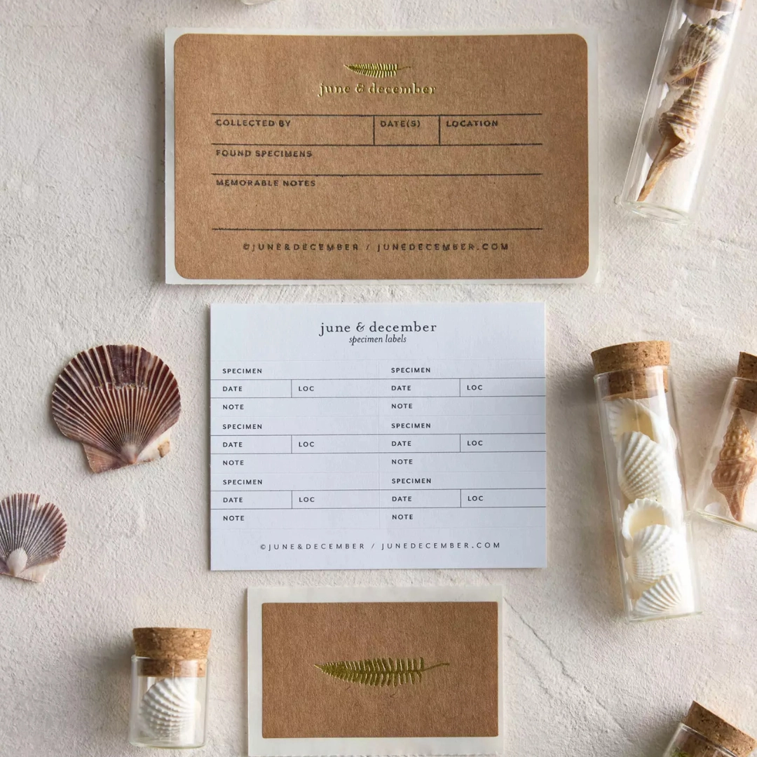 June & December Beach Collecting Kit