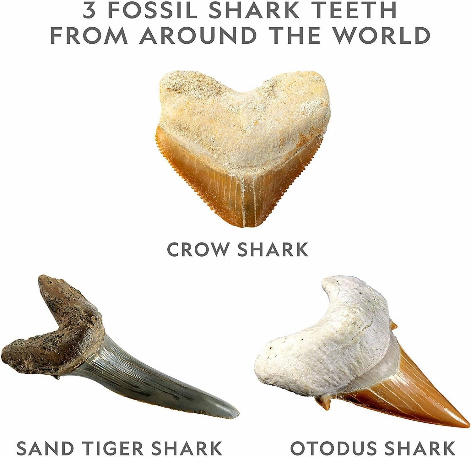 National Geographic Shark Tooth Mini Dig kit