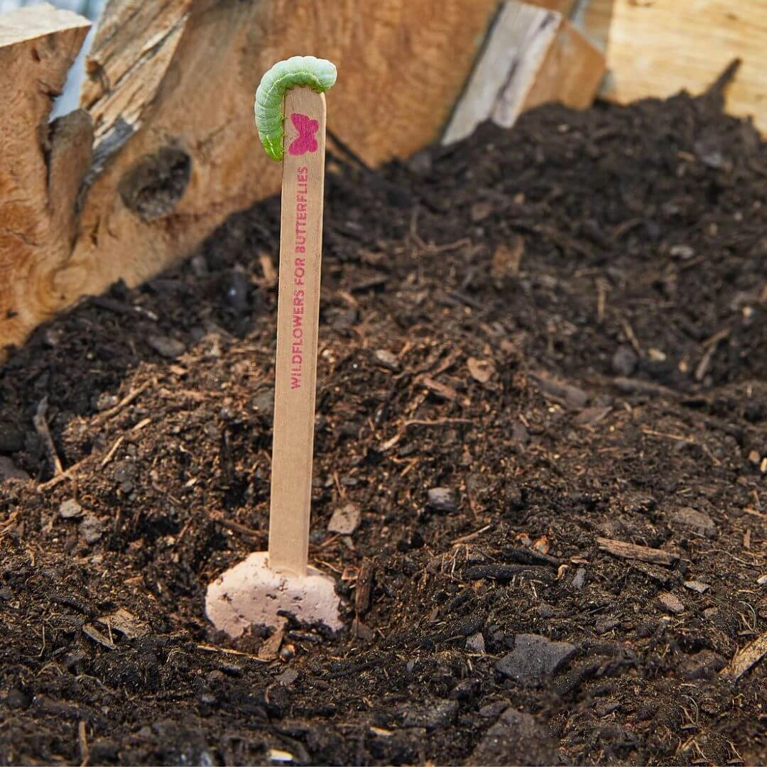 Pollinator Seed Pop