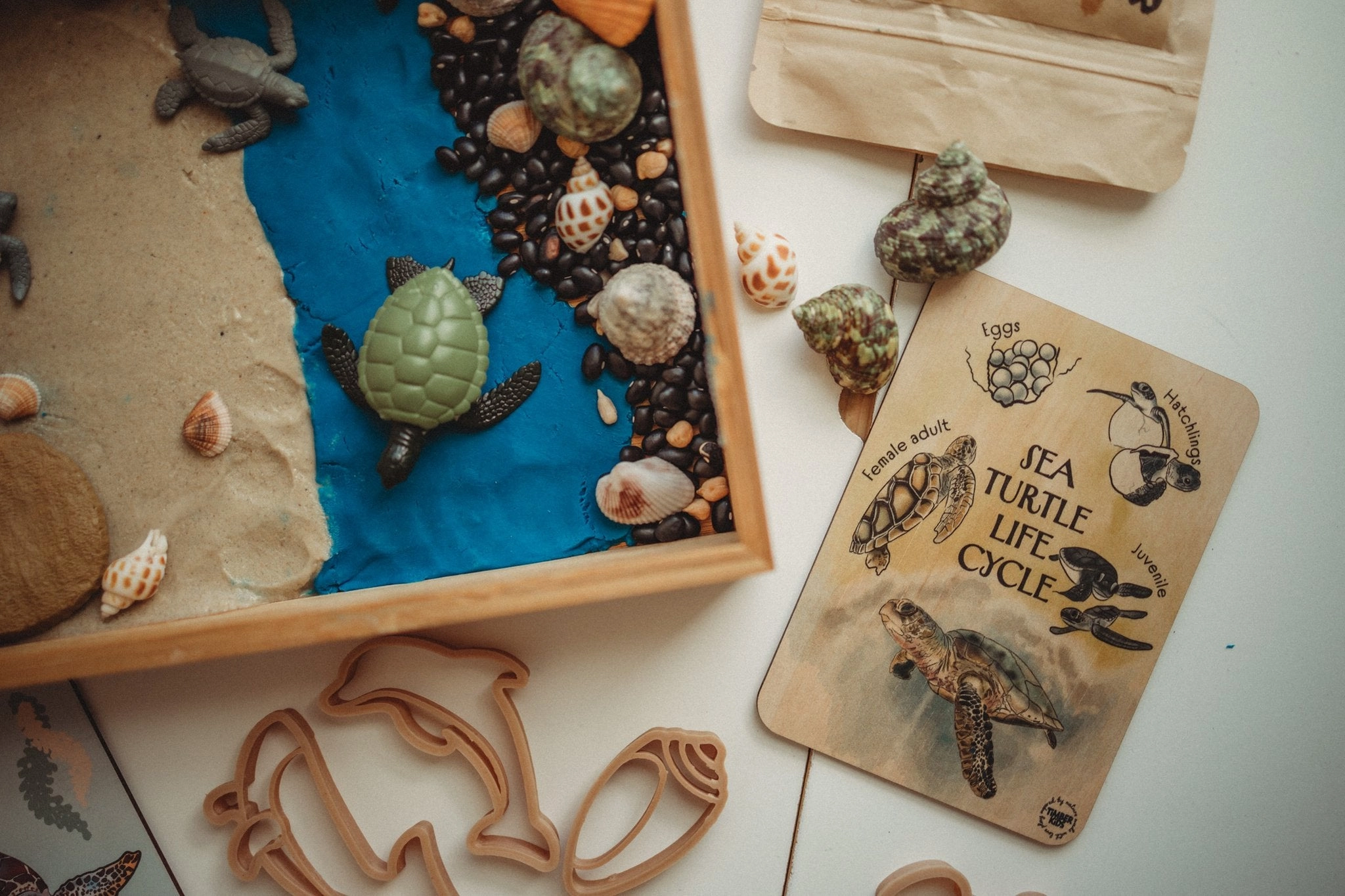 Sale Sea Turtle Life Cycle Timber Tile