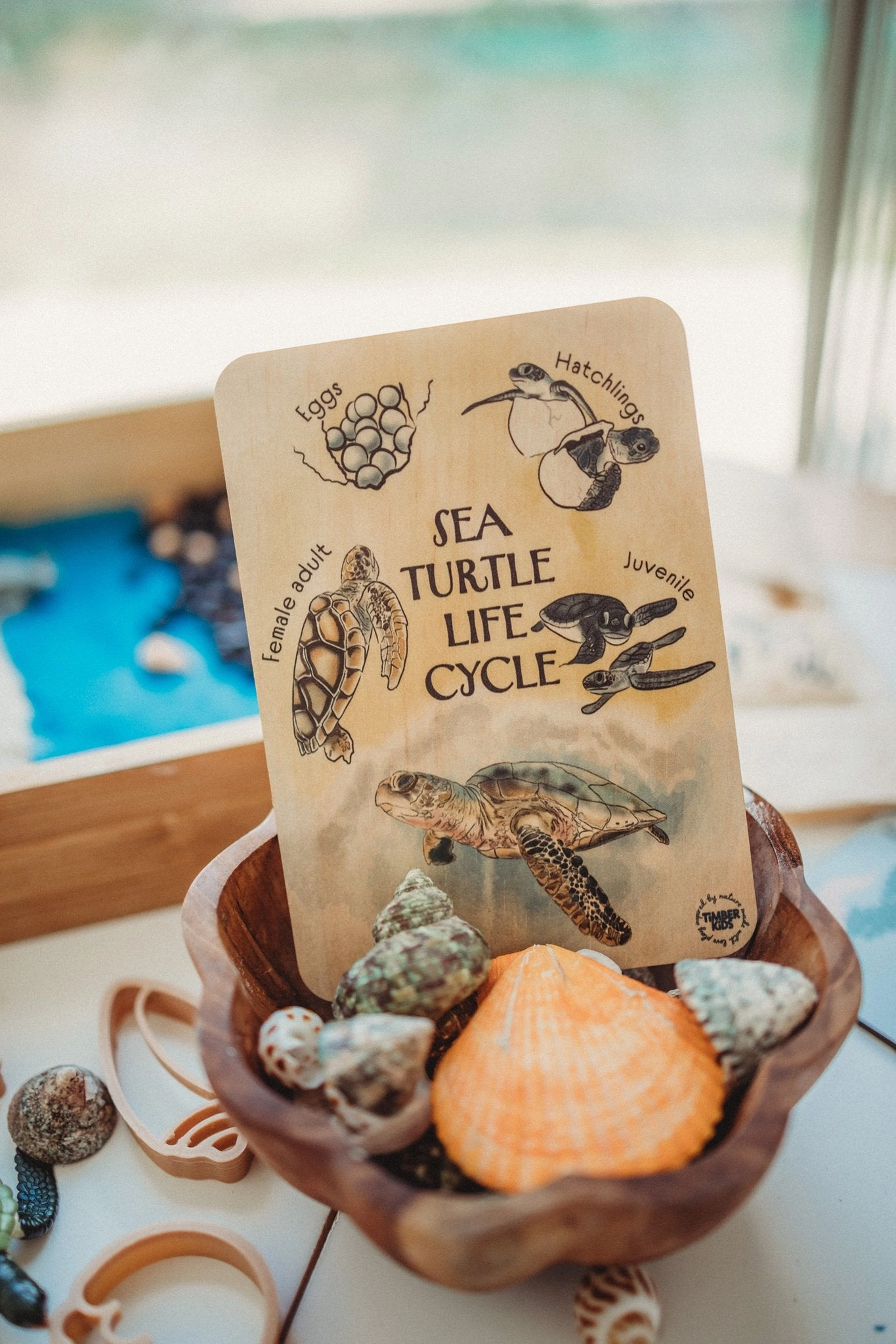 Sale Sea Turtle Life Cycle Timber Tile